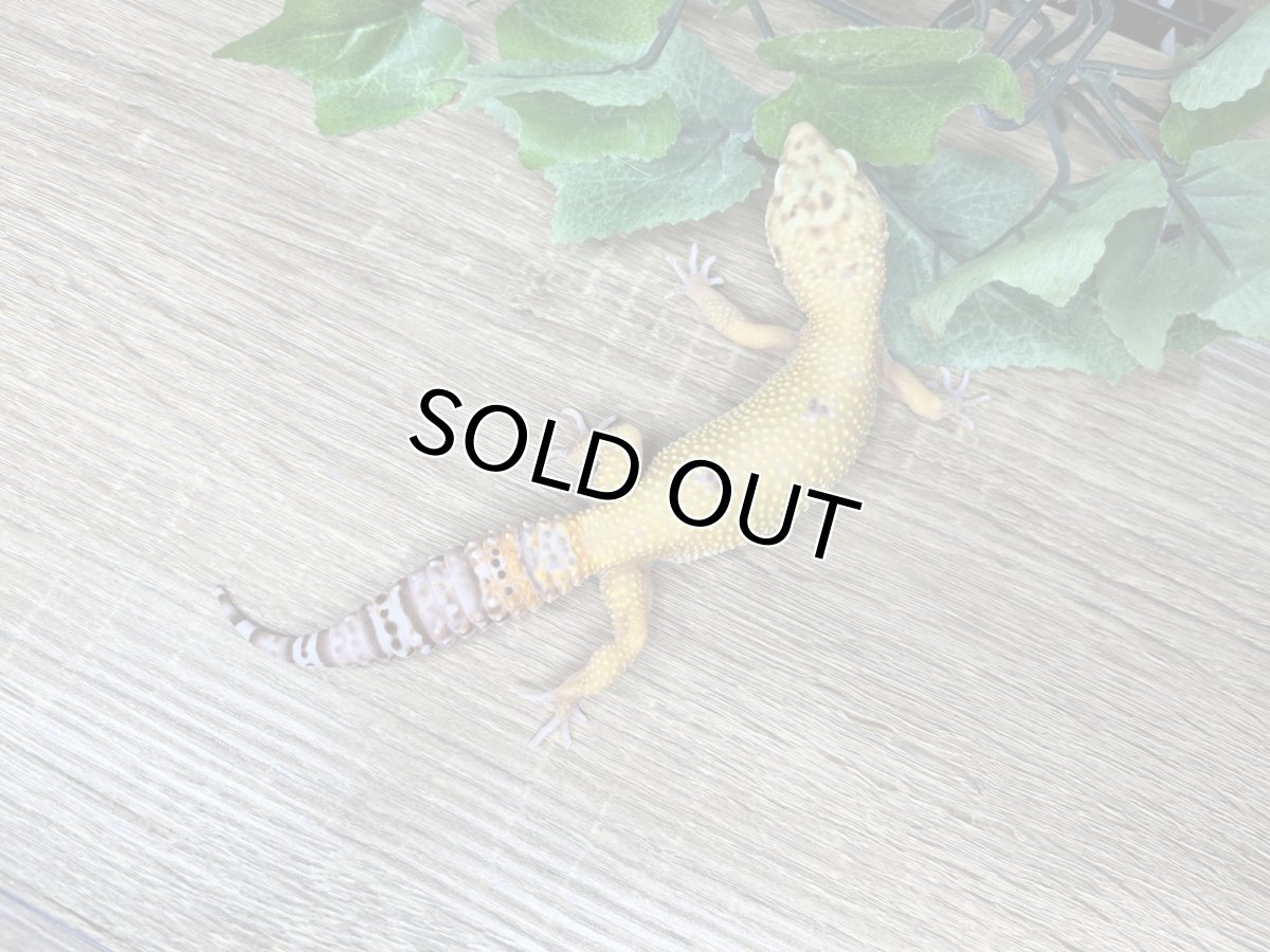 画像1: ヒョウモントカゲモドキ【タンジェリン】 韓国CB  (1)