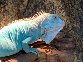 青い恐竜 ブルーイグアナ