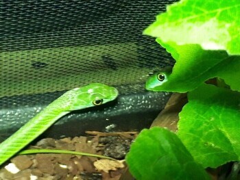 緑色のヘビ