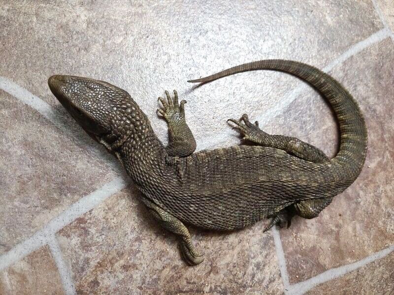 サバンナモニター サバンナモニター