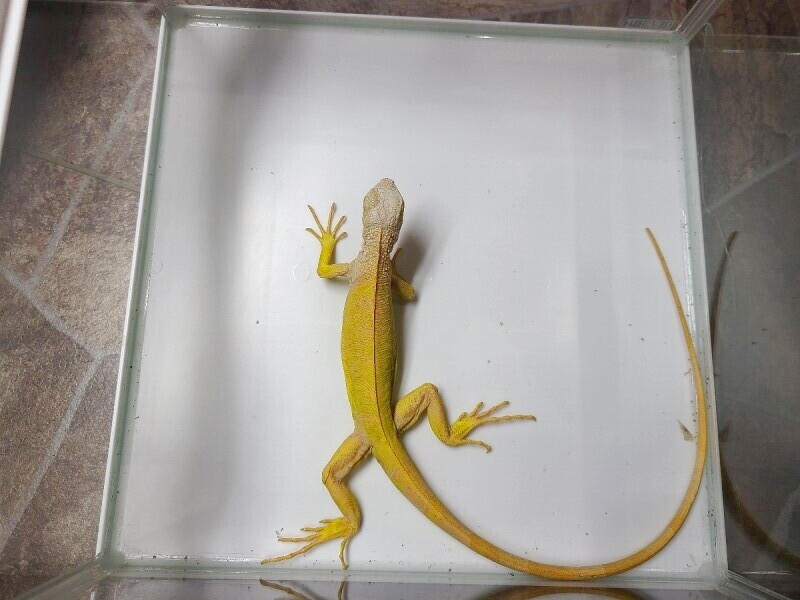 アルビノイグアナ