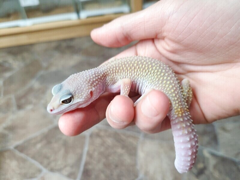 ヒョウモントカゲモドキ ブリザード ヒョウモントカゲモドキ ブリザード