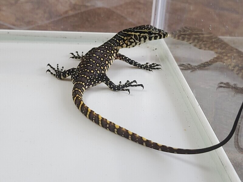 コモンナイルモニター コモンナイルモニター