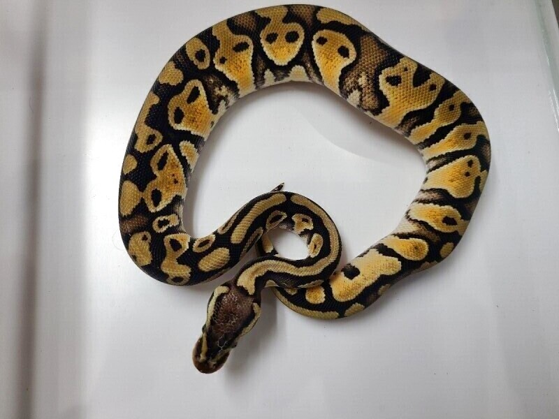 ボールパイソン パステルhetゴースト 爬虫類ショップ カラーズ Colors ボールパイソン パステルhetゴースト 爬虫類ショップ カラーズ Colors