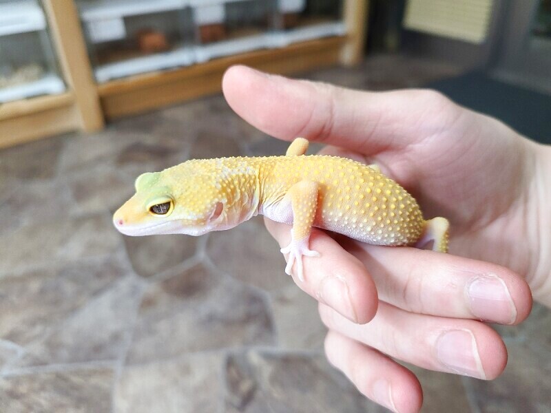 ヒョウモントカゲモドキ パターンレス ヒョウモントカゲモドキ パターンレス