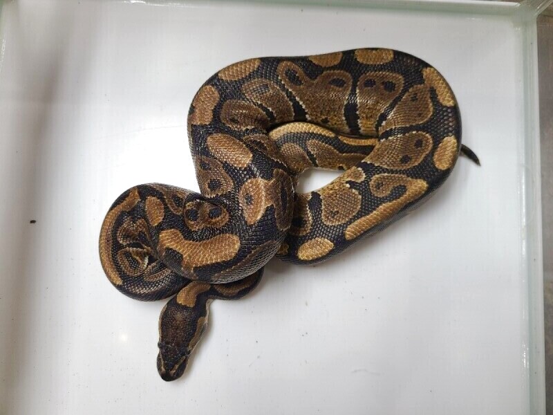 ボールパイソン ノーマル ボールパイソン ノーマル