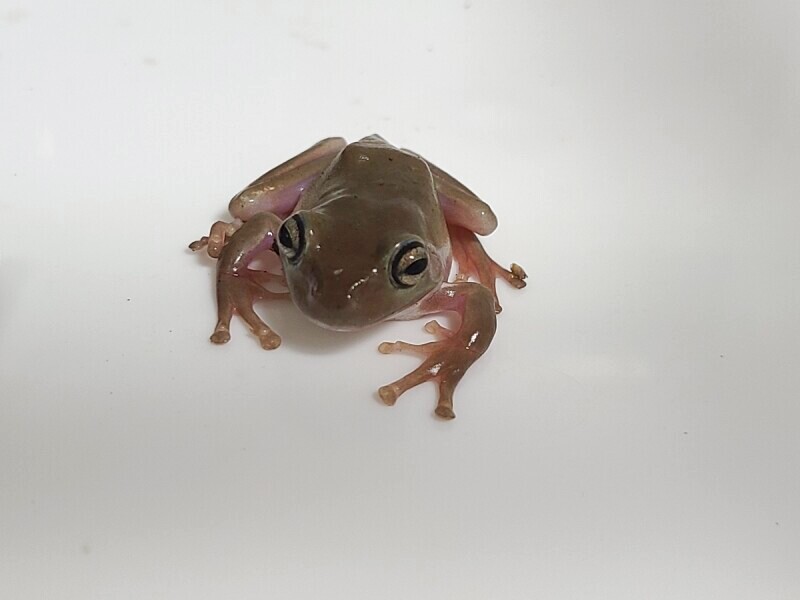 イエアメガエル イエアメガエル
