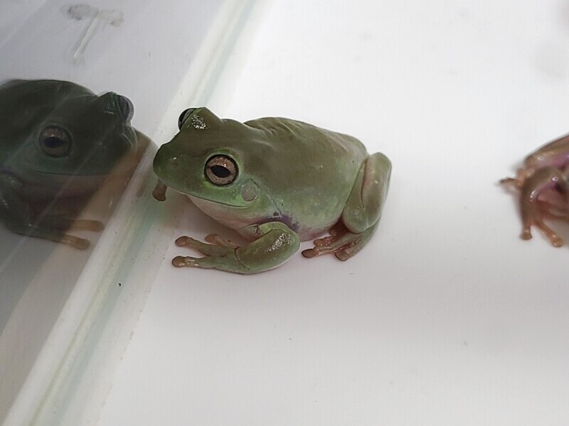 イエアメガエル イエアメガエル