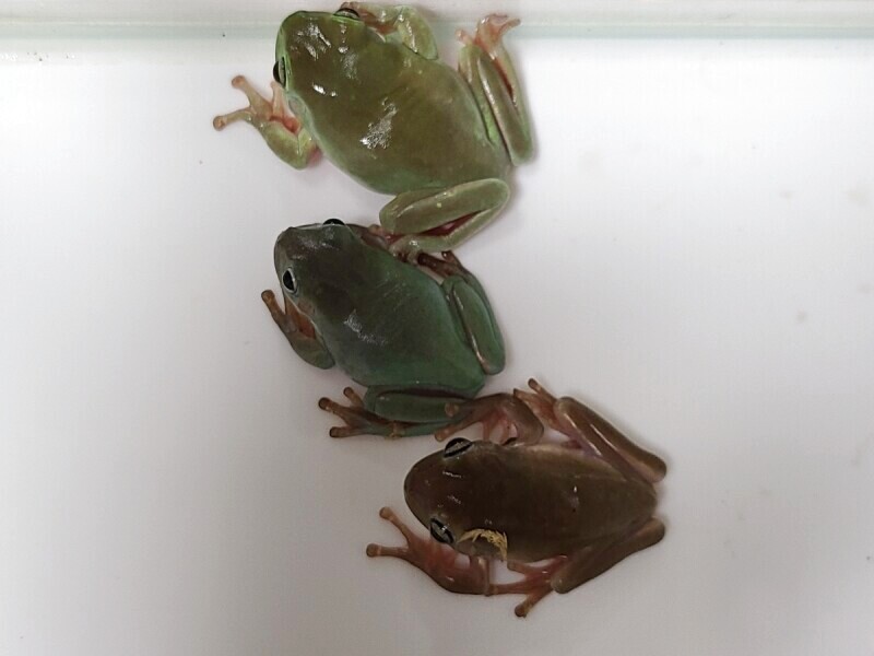 イエアメガエル イエアメガエル