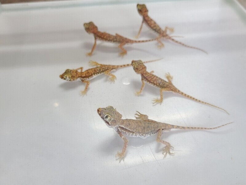 ペトリハリユビヤモリ ペア ペトリハリユビヤモリ ペア