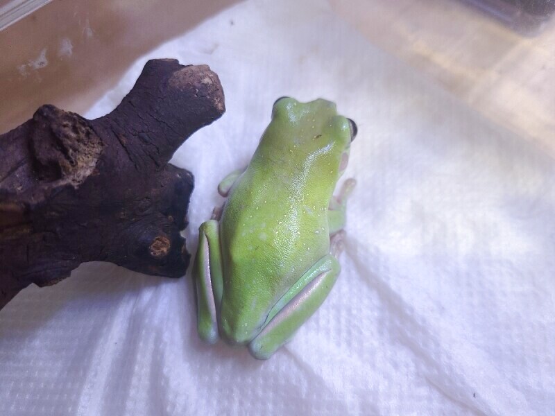 イエアメガエル