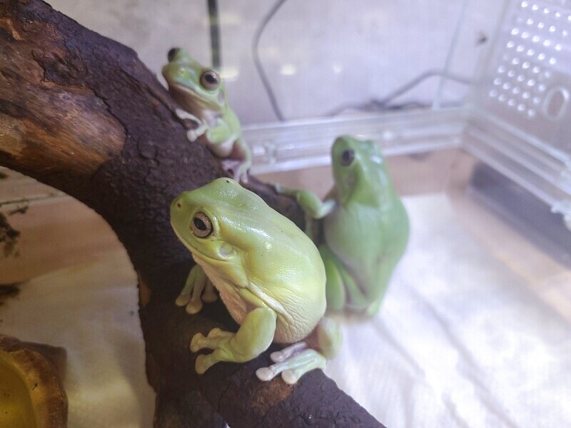 イエアメガエル