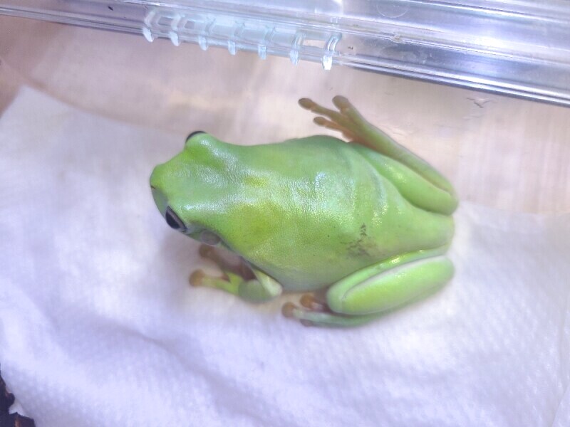 イエアメガエル