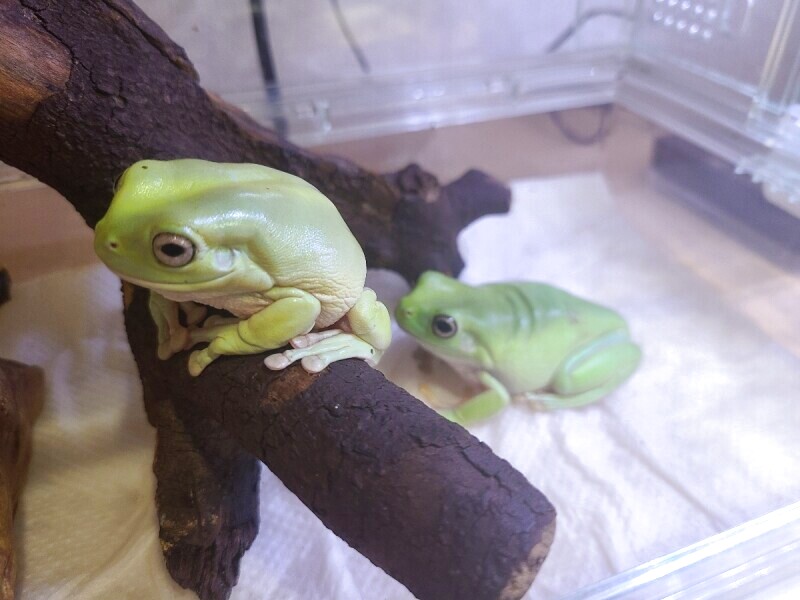 イエアメガエル イエアメガエル