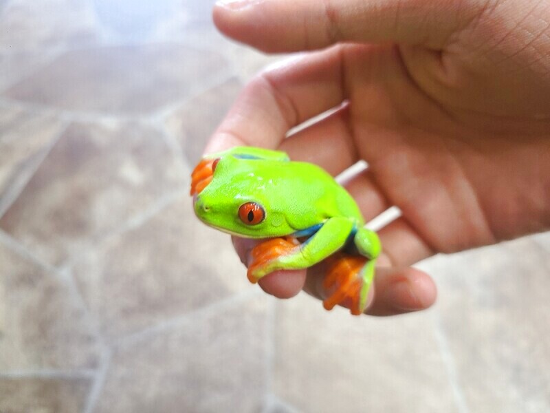 アカメアマガエル ペア アカメアマガエル ペア