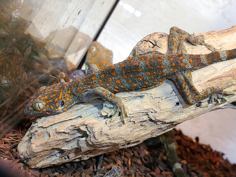 トッケイヤモリ Gecko Gecko の全身骨格標本